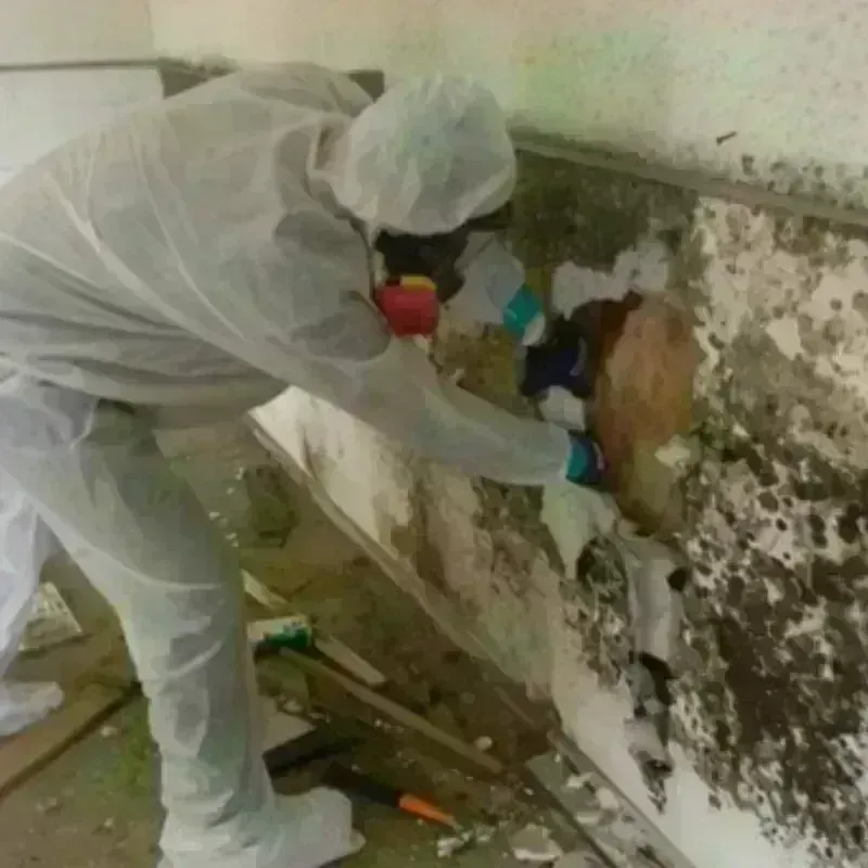 Mold Remediation and Removal in La Palma, CA